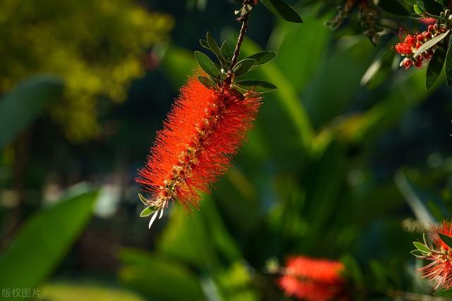 鲜花的花语和花的数目的寓意，鲜花数量的寓意（100种迷人的“数字花”）