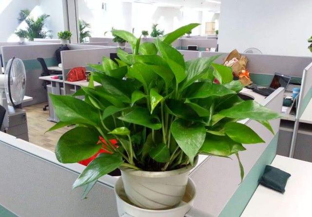 地狱花的花语是什么，地狱花园2021（12种“小毒花”）