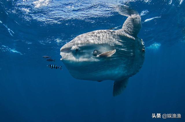 目前海洋最大的生物，最大的海洋生物有哪些（海洋中体型最大的）