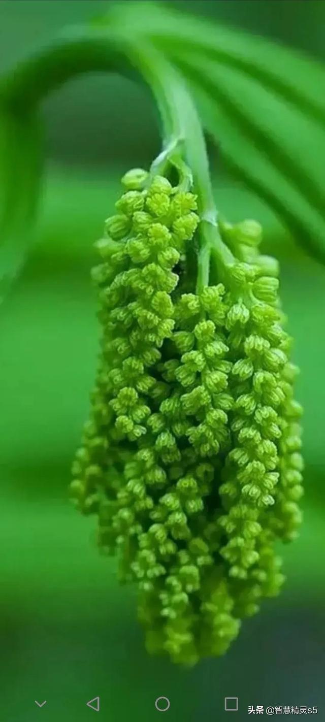 铁树开花的方法，铁树开花的方法有哪些（铁树开花了，也有芬芳的一天）