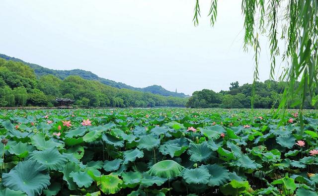 杭州景点排名前十，杭州景点排行榜前十名（少去一个都会留下遗憾）