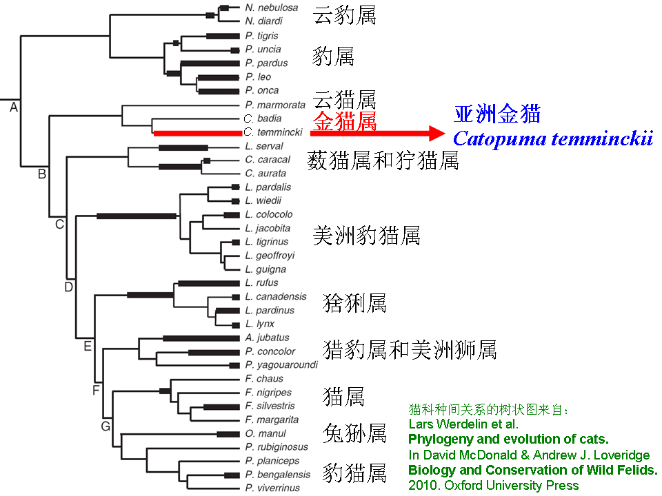 猎豹是猫科动物,虽然它的体型看起来像大猫,但其实它与猫,猞猁等中