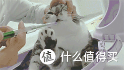 口加巴是什么字，口和巴加起来是什么字（猫咪喂药的方法推荐）