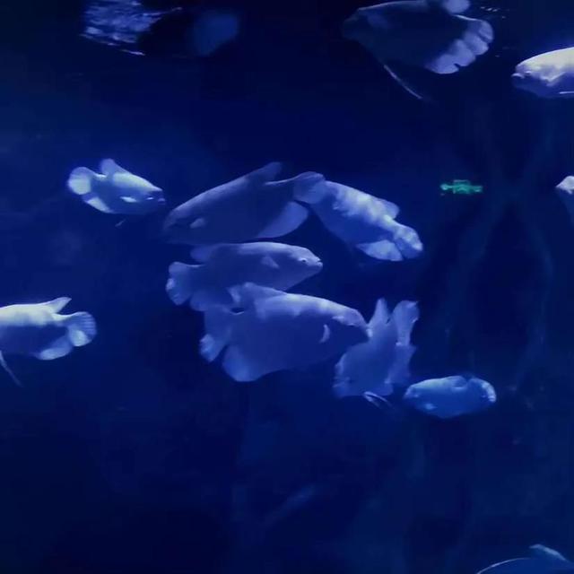 克莱因蓝代表什么寓意，克莱因蓝（或许你也会喜欢克莱因蓝）