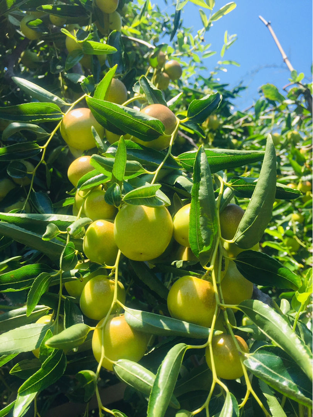 适合北方农家小院种植的果树，适合北方农家小院种植的果树图片（老人说：家里不能乱种树）