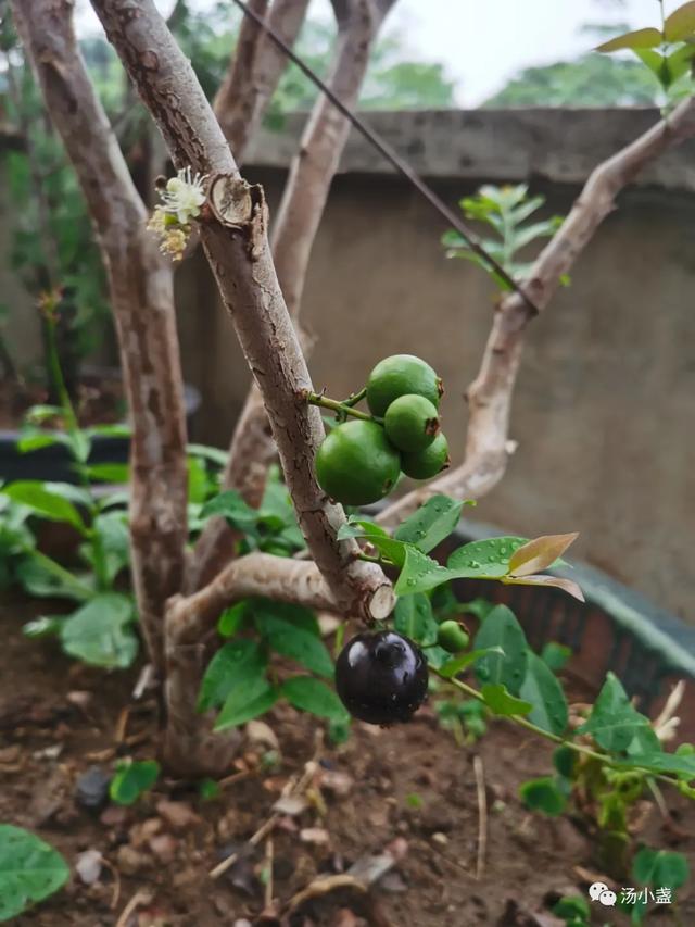 嘉宝果的功效与作用嘉宝果的种植，嘉宝果的功效和作用（风靡一时的嘉宝果）