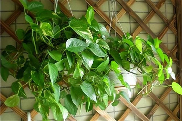 新房装修除异味8大招你知道吗，装修新房怎么除异味（新房装修后用这几种方法除甲醛）
