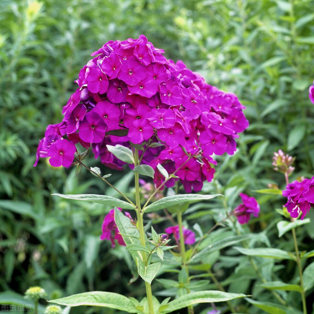 什么是石竹梅花，一花一欢喜