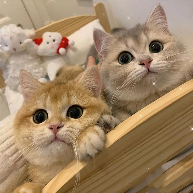 布偶猫和蓝猫各自有什么特点，蓝猫好还是布偶猫好（“英短”和“布偶”哪个好）