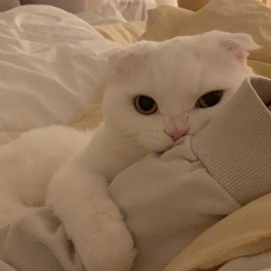 微信头像动物可爱超萌，超奶萌可爱动物类头像（可爱小动物头像）