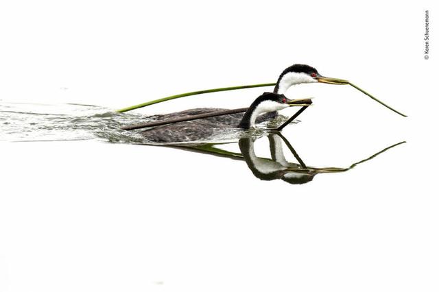 欧美吴彦祖，微信头像，欧美吴彦祖（2018年度最佳野生动物摄影作品图集）