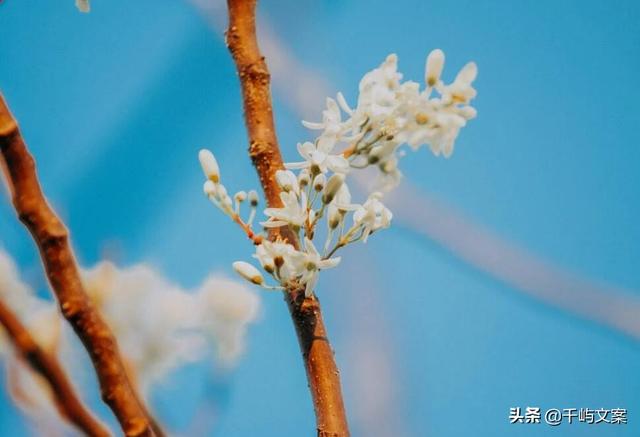 80后气质昵称，80后气质网名（气质小清新网名简短）