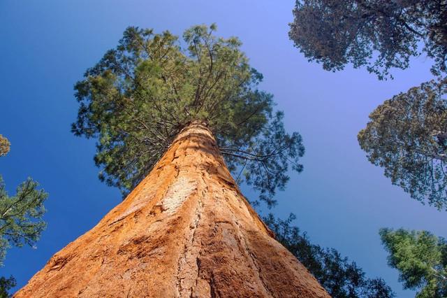 世界上最高的地方，比珠穆朗玛峰还高的山（‖美国加州红杉树‖巨树国家公园）