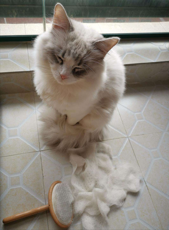 布偶猫和蓝猫各自有什么特点，蓝猫好还是布偶猫好（“英短”和“布偶”哪个好）