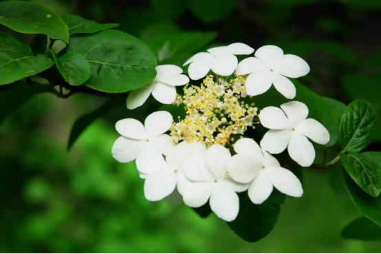 春天开的常见的花，春天的花有哪些（春天的花有哪些 名字）