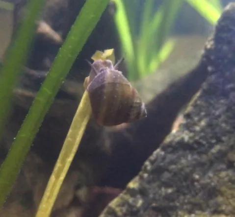 螺蛳吃什么，螺蛳吃什么东西长大的（所有的螺类里最推荐田螺）