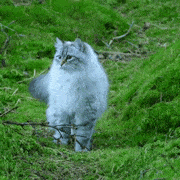 最好看的三种长毛猫，“靠颜值打天下”的几种猫咪