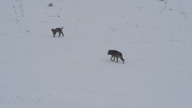 藏獒和狼谁厉害，【藏獒和狼谁厉害】藏獒和狼谁更厉害战斗力对比（新一代“森林之王”猞猁）