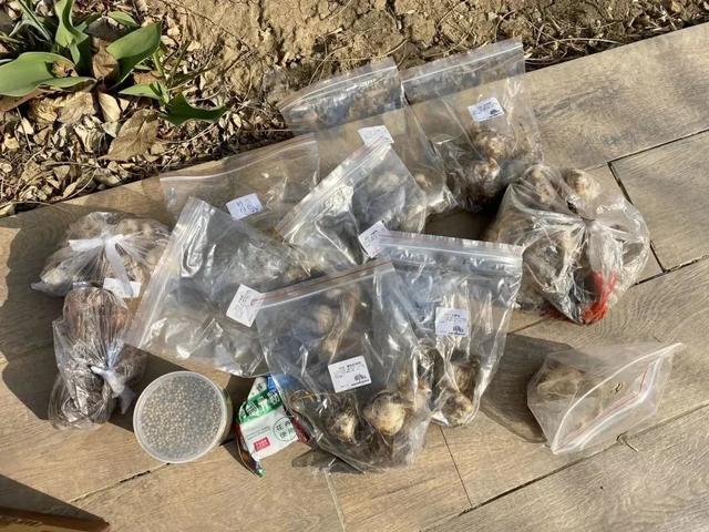 向日葵泰迪熊种子，夏天收获一片花海