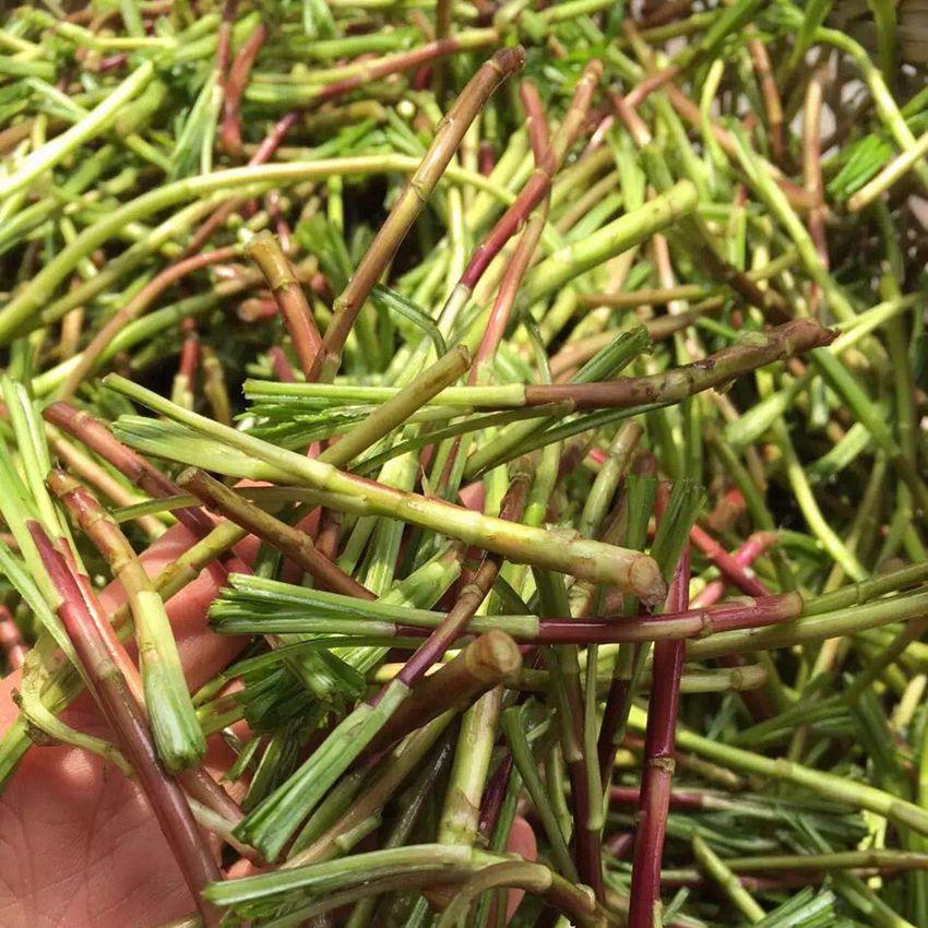 农村能吃的100种野菜图片，有哪些野菜可以吃