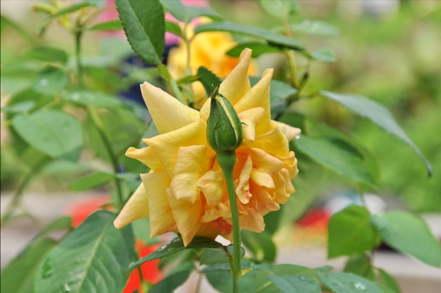 不同颜色玫瑰的花语，不同颜色玫瑰花的花语（玫瑰花“数量”不同）