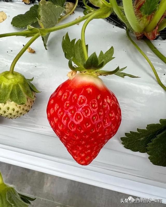 九九草莓特点，九九草莓有几个品种（中国草莓主要产地分布及品种介绍）