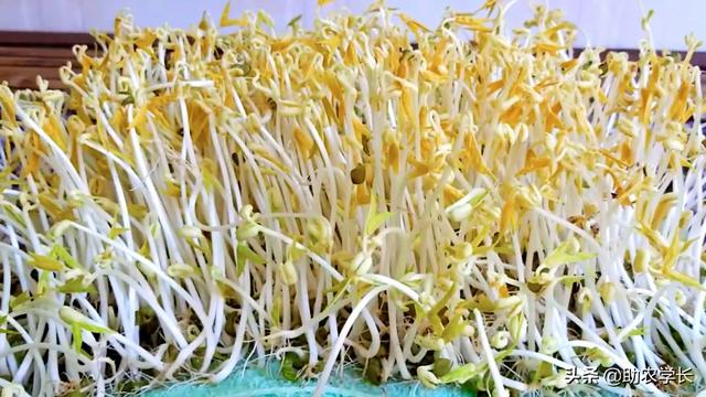 家庭绿豆种植简单方法技术，家庭绿豆种植简单方法技术说明（教你在家自发绿豆芽）