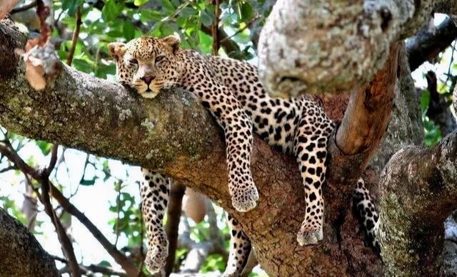 老虎的寿命一般多少年，老虎的寿命最长多少年（为什么老虎会输给了豹和豺）