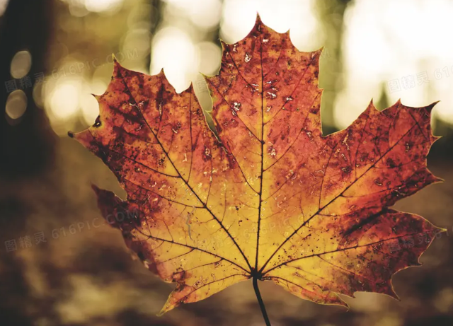 农村的漂亮姑娘，最漂亮的女人农村（河南农村漂亮“椅子姑娘”）