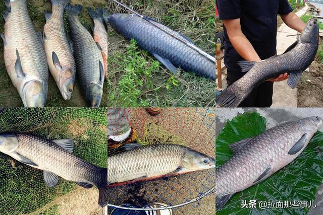 沙丁鱼怎么做好吃，沙丁鱼做法（少吃面食和猪肉）