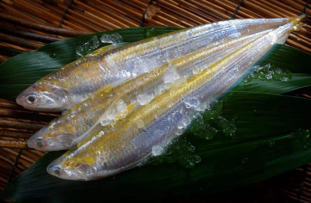 10元一斤普通刀鱼(曾1斤卖2000元的刀鱼) - 去钓鱼