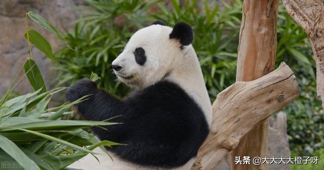 蚩尤骑熊猫什么梗，蚩尤当年骑的真是熊猫吗（蚩尤的坐骑其实是大熊猫）