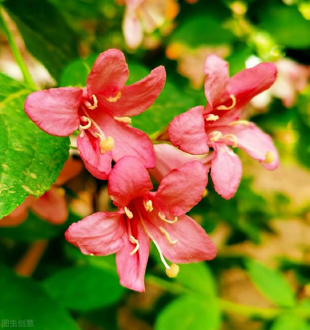 五彩锦带的养殖方法和注意事项，五彩锦带的养殖方法和注意事项有哪些（愿你人生前程似锦、绚丽多彩）