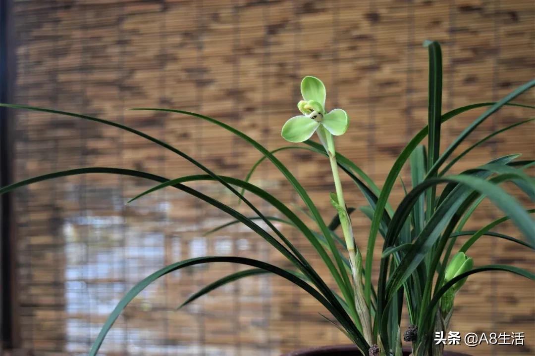 虾脊兰值多少钱(探究兰花的奥秘) - 价格百科