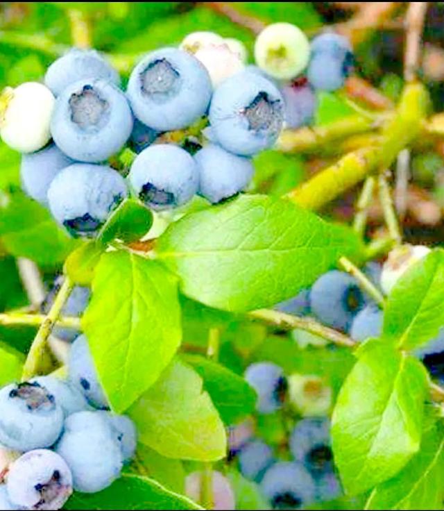 蓝莓什么季节能成熟，蓝莓一般在几月份成熟（蓝莓开花到结果的完整过程）