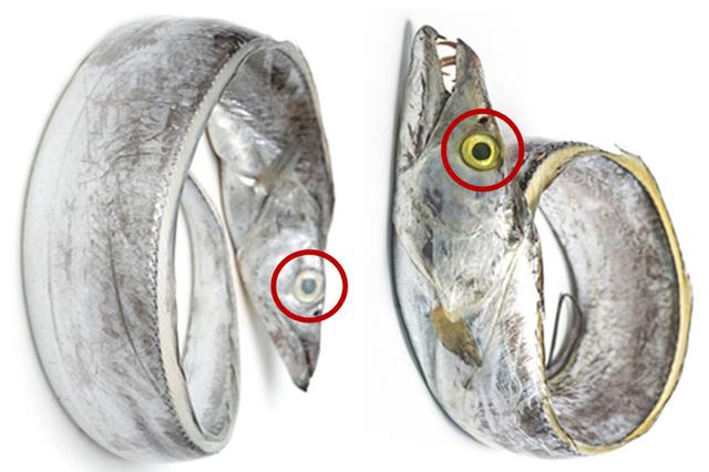 带鱼有鱼鳞吗，为什么不能吃无鳞鱼（记得分清“黑眼睛”和“黄眼睛”）