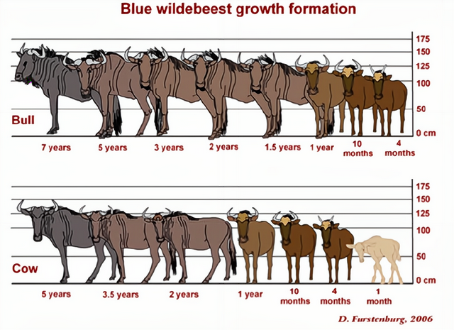 角马是啥动物，角马是什么意思（作为非洲草原上的“粮库”）