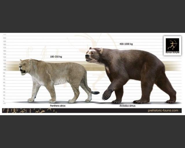 巨型短面熊vs残暴狮图片