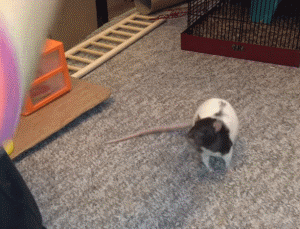 大白鼠和花枝鼠，大白鼠图片（原来有老鼠不脏不臭）