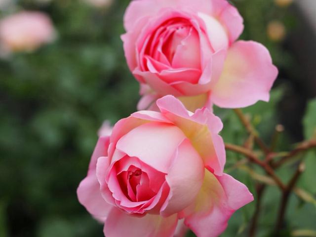 最懂摩羯座的星座，最了解摩羯座的星座（但他们需要克服哪些障碍）