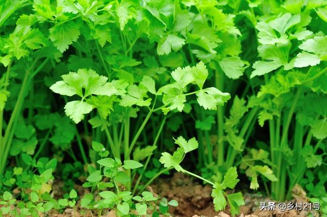 豆科蔬菜品种有哪些，豆科的蔬菜有哪些（春季雨水节气前适合种植的5种蔬菜）