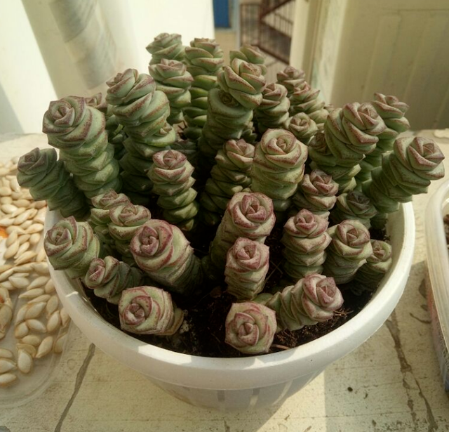 钱串多肉的养护方法，多肉钱串夏天怎么养护（冬天盆栽多肉植物钱串）