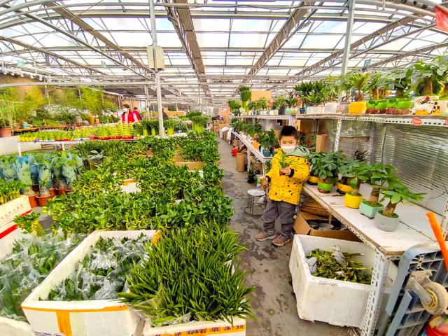 北京花卉批发市场，北京花卉批发市场什么时候开业（北京宝藏花卉市场）