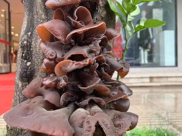 女人吃猪肝有什么好处，猪肝一周吃几次补血（多吃“4红3黑2绿”）