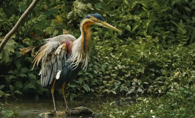 一张图看懂鸟类摄影，什么样的鸟类摄影作品更容易打动人