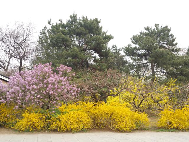 连翘结果子图片，连翘树结果图片（连翘：先叶开花）