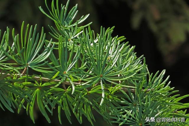 曼陀罗花的图片，曼陀罗花是什么（301味中药材的原植物彩色图谱）