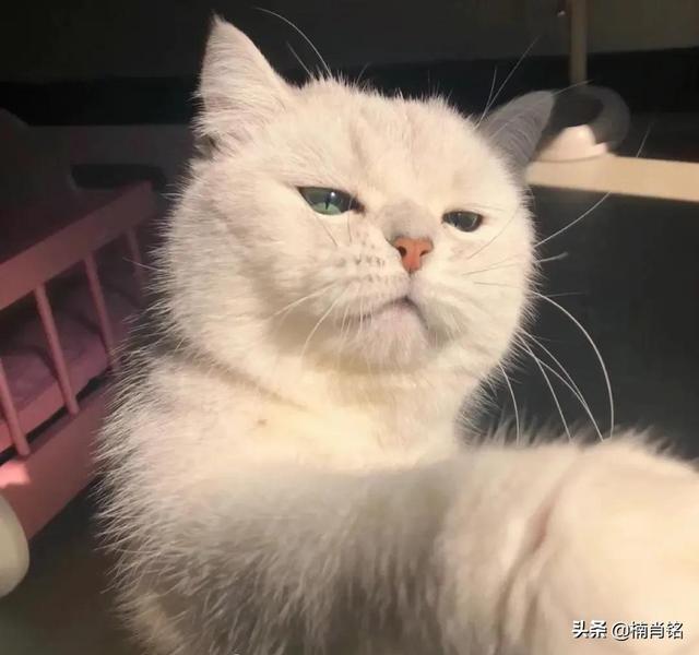 猫咪对主人有感情吗，猫对人有感情吗（猫咪对主人真的没有感情吗）