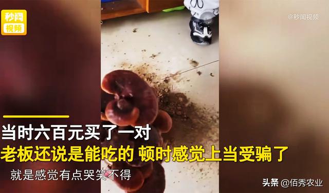 灵芝图片大全大图鉴别，怎样辨别灵芝真假【图】（有人用木头制仿品骗人）