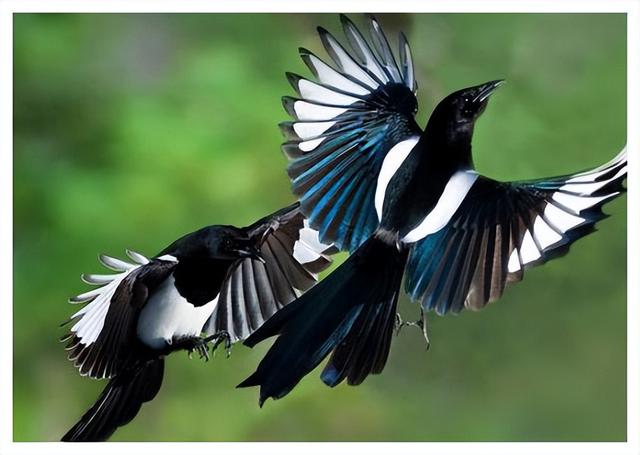 红嘴蓝鹊饲养方法介绍，红嘴蓝鹊饲养鸟架尺寸（居然用钢筋做鸟窝）